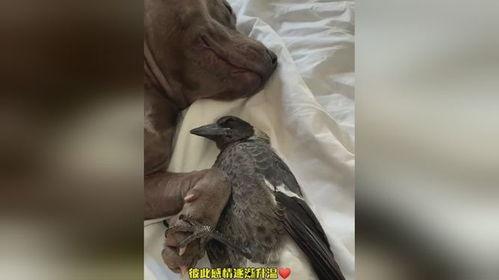 喜鹊姐姐爆料视频大全,揭秘娱乐圈幕后故事