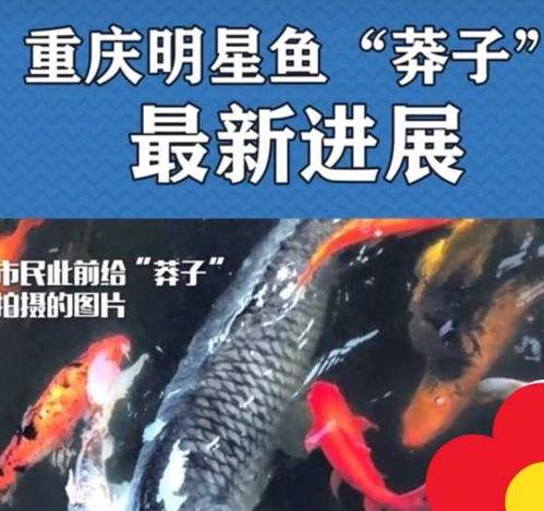 最新偷鱼爆料新闻事件是真的吗,真相还是谣言？