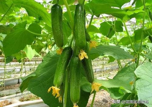 山东黄瓜爆料视频最新,揭秘田间地头的新鲜秘密