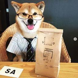 初犬第一部在线观看,热血青春，勇闯江湖