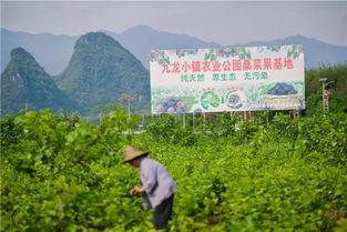 空山菜摘芽在线观看,探寻自然与生活的和谐共鸣
