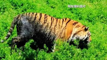 南昌黑虎爆料视频曝光,揭秘事件背后惊人真相