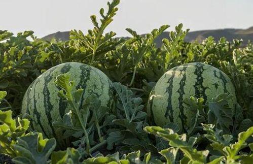 山西太原网红吃瓜,揭秘山西美食圈的热辣故事