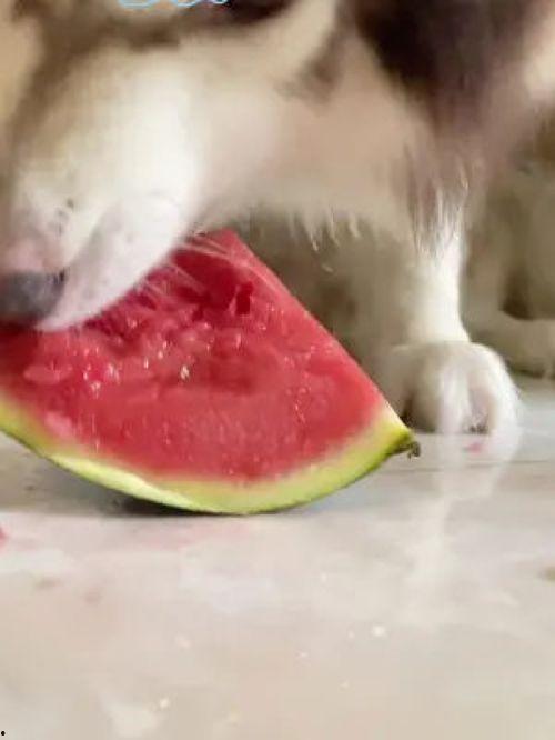 网红吃瓜狗子图片,萌态十足引网友热议