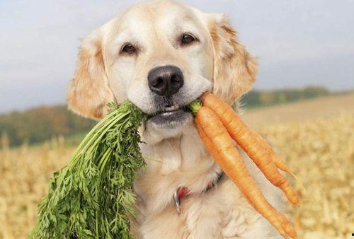 网红吃瓜狗子图片,萌态十足引网友热议