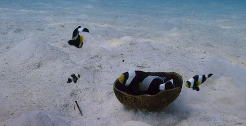 爆料小丑鱼视频,视频爆料揭示其神秘生活