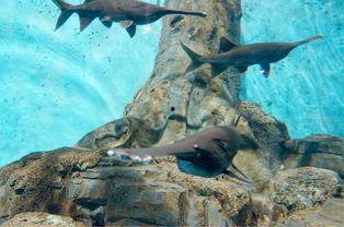 爆料小丑鱼视频,视频爆料揭示其神秘生活