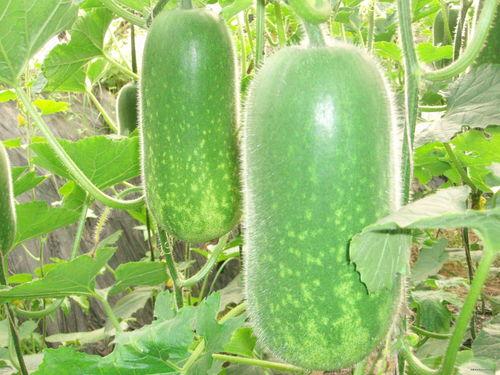 郓城东关大瓜爆料视频,一场引人入胜的乡村风云