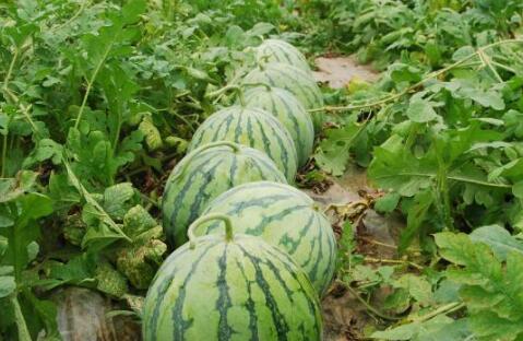 郓城东关大瓜爆料视频,一场引人入胜的乡村风云