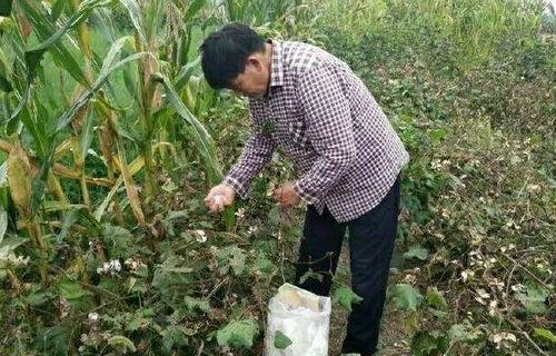 网友爆料老农民视频大全,老农民视频大全背后的真实故事