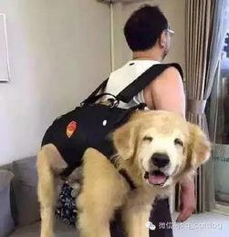 姿态爆料大狗视频大全集,视频大全集深度解析