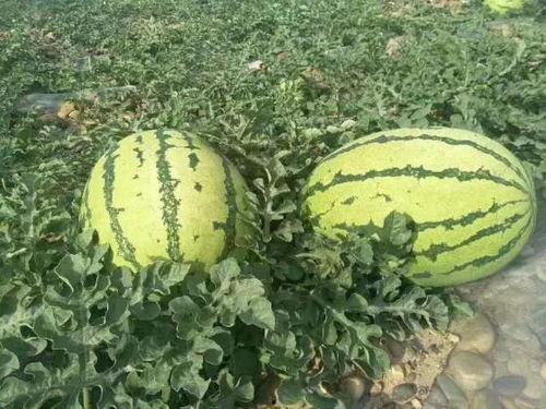 茂名网红吃瓜事件,揭秘网络舆论的风暴与真相