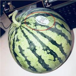 网红系列吃瓜,一场视觉与味蕾的双重盛宴