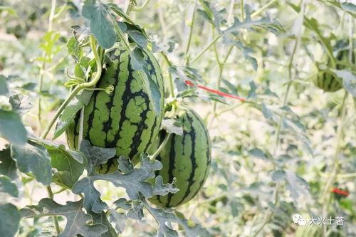 网红系列吃瓜,一场视觉与味蕾的双重盛宴