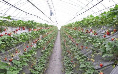 大棚草莓爆料视频大全最新,揭秘最新爆料视频大全