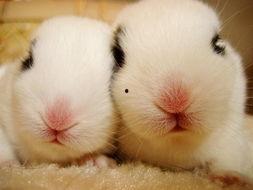 兔子爆料博主视频大全集,揭秘博主视频大全集背后的精彩瞬间