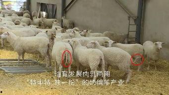 育肥羊爆料视频最新网站