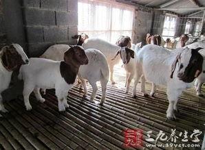 育肥羊爆料视频最新网站