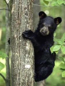 黑龙江黑熊爆料新闻