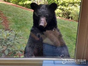 黑龙江黑熊爆料新闻