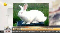 兔子在线观看,兔子在线观看，解锁无限欢乐时光